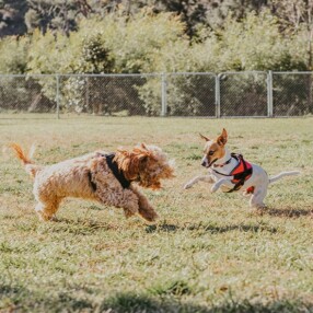 Off-leash Areas