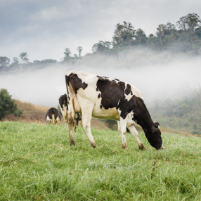 AGRICULTURE & RURAL INDUSTRIES