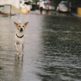 Floodplain Risk Management Committee