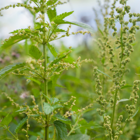 Weed Management