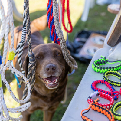Gallery on Dilly Doggy Day Out image 1