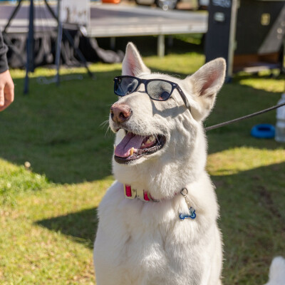 Gallery on Dilly Doggy Day Out image 6
