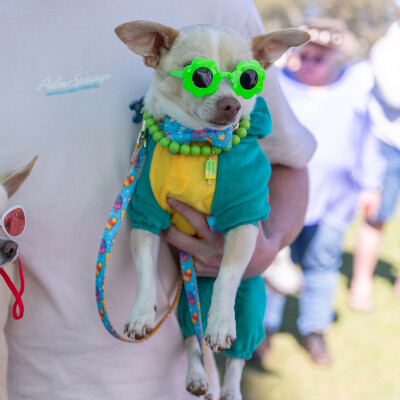 Gallery on Dilly Doggy Day Out image 8