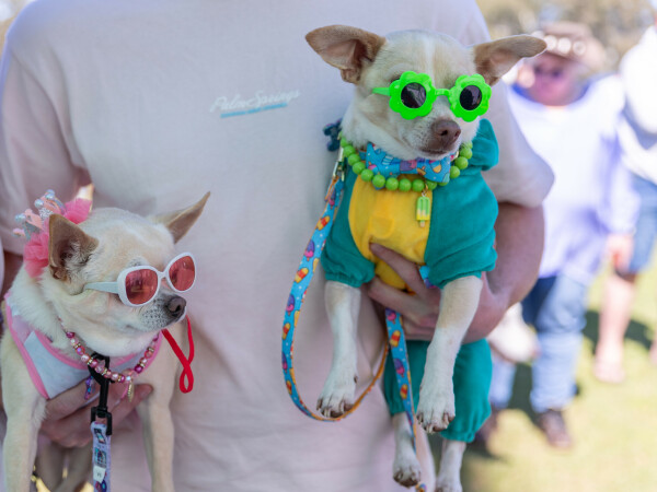 Doggy Day Out