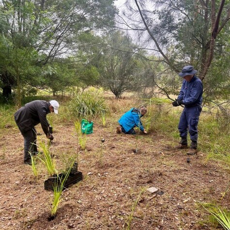 National Tree Day Planting