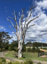 BLUE TREE TAHMOOR