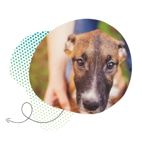 WOLLONDILLY ANIMAL SHELTER FOSTER PROGRAM