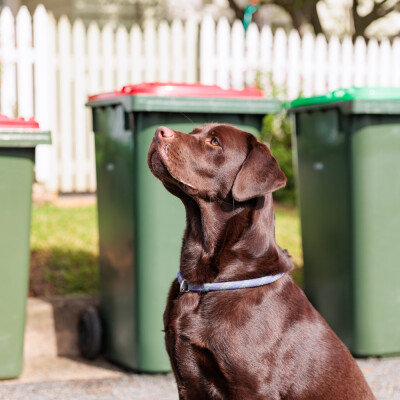 Gallery on Red, Yellow & Green Bins image 2
